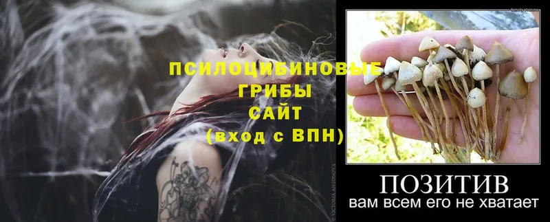 Псилоцибиновые грибы GOLDEN TEACHER  Богородицк 